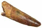 Fossil Spinosaurus Tooth - Real Fossil Tooth #370716-1